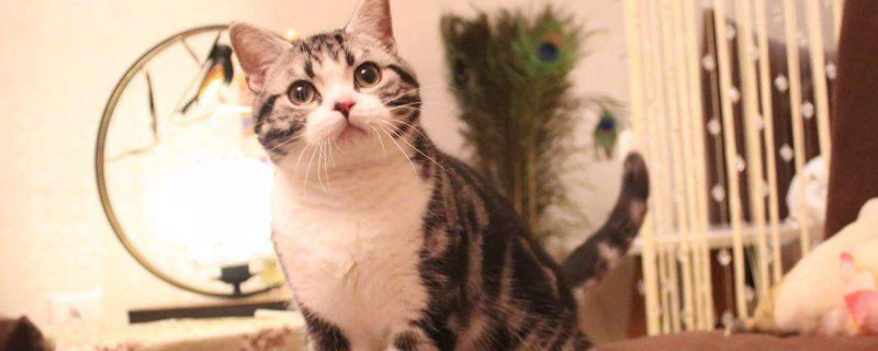 虎斑猫的优缺点