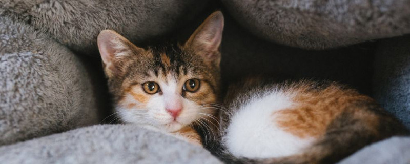 猫怕黑吗