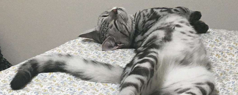 小猫肛门处沾屎怎么清理，猫屁股沾屎怎么弄干净