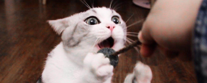 猫薄荷球是干嘛用的