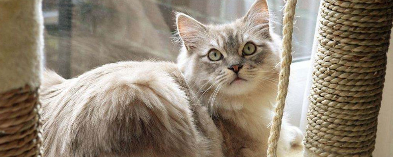 褴褛猫和布偶猫的区别