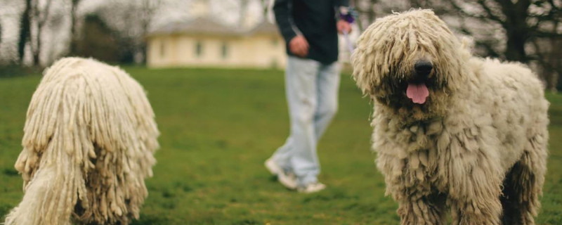 可蒙犬掉毛吗
