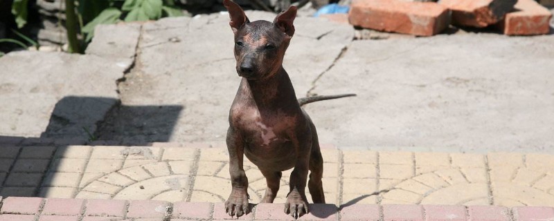 墨西哥无毛犬和印加无毛犬区别，二者体型差别较大