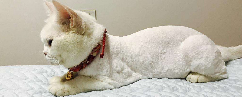 如何防止猫踩粑粑，猫咪踩屎怎么纠正
