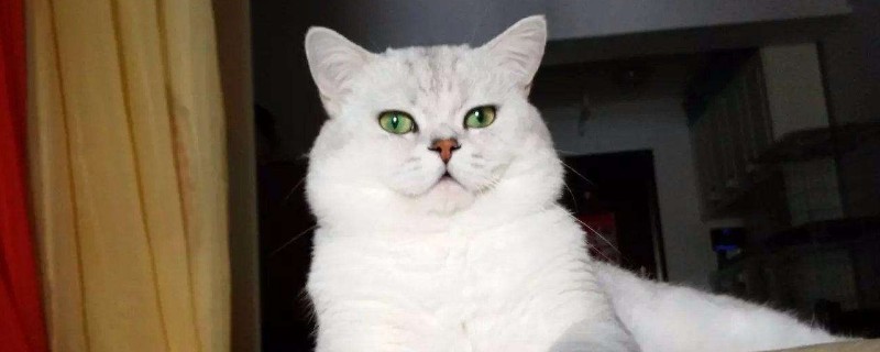 猫咪眼睛受伤能自愈吗