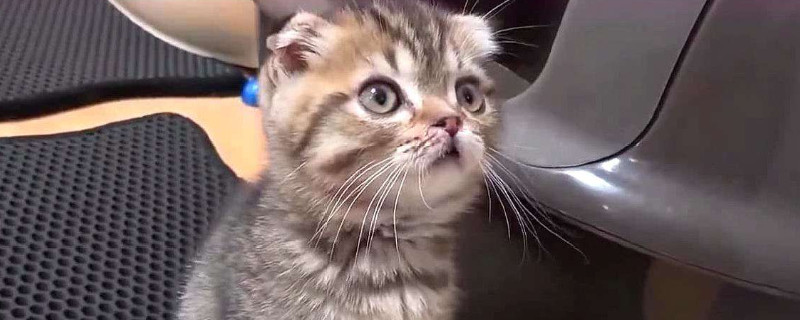 猫闻主人嘴是为什么，猫咪喜欢鼻子凑主人嘴的原因