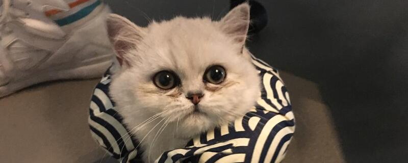 猫瘟传染成猫几率