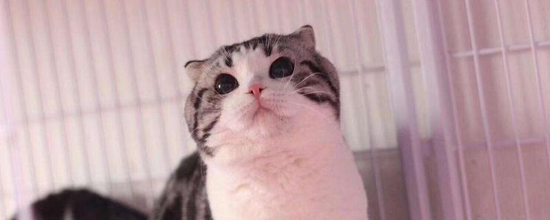 起司猫为什么不能养