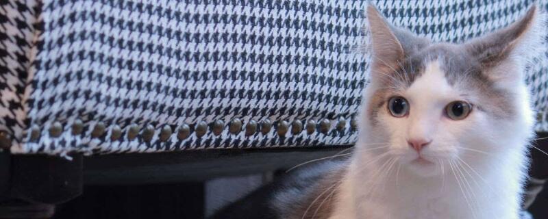 猫能活多少年