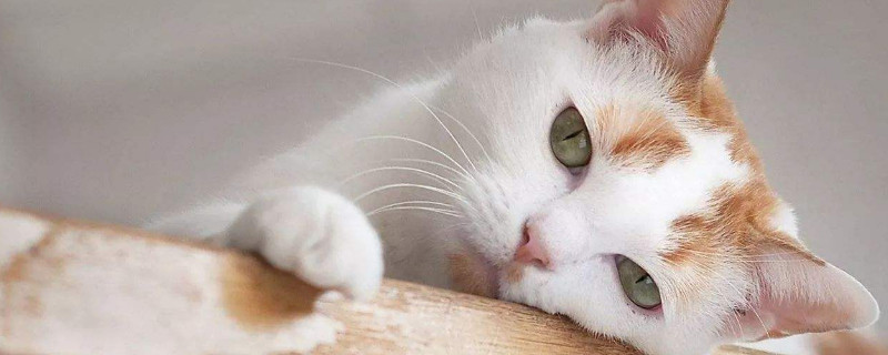 母猫几个月发情，7～9个月大会首次发情