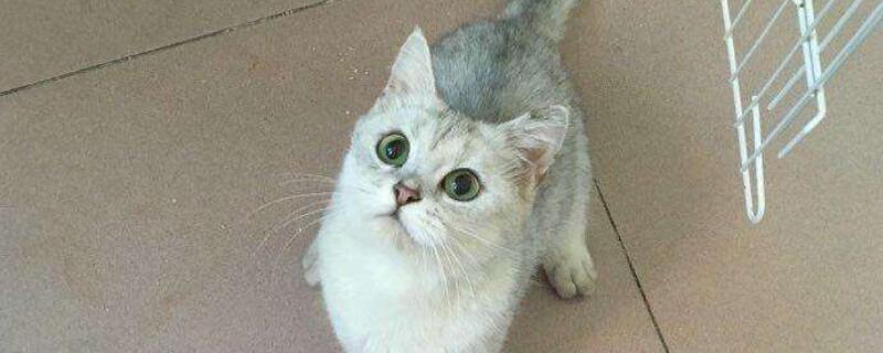 猫多大可以交配