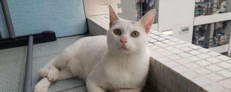 猫咪几个月打疫苗