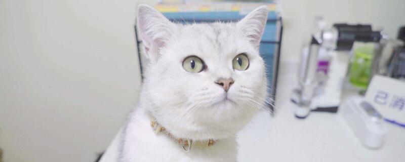 猫要打什么疫苗