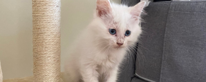 小猫多大可以剪指甲