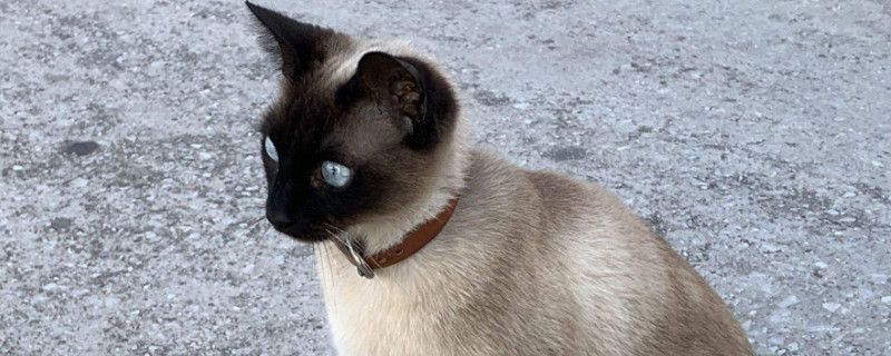 小猫很精神但是口臭怎么回事