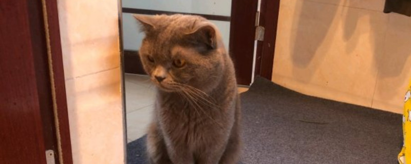 猫能吃奶油吗