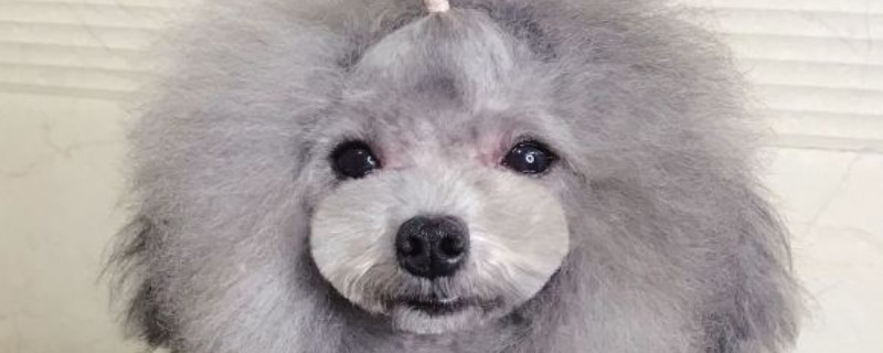 泰迪冬天剃毛会冷吗