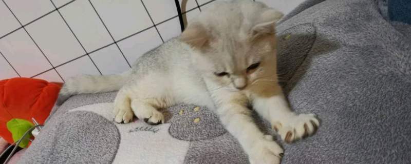 猫的寿命一年是多少岁