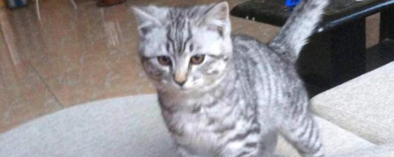 猫不吃不喝能活几天