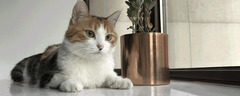 猫咪第一胎一般生几只