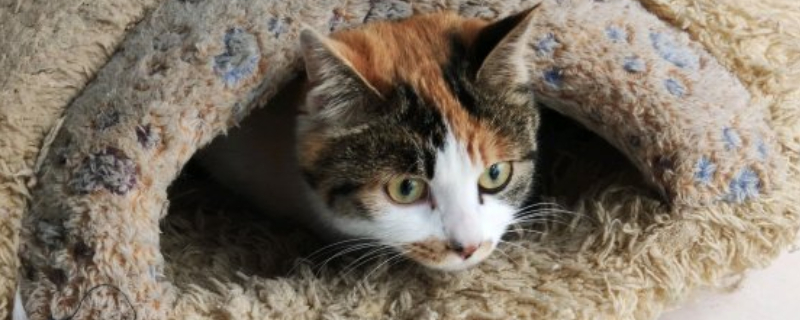 三花猫为什么养不熟