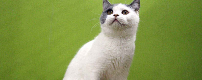 净梵猫是什么品种