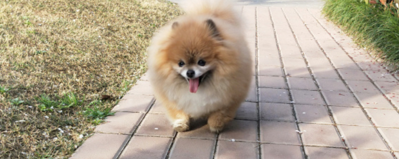 为什么狗狗喜欢睡在主人床边