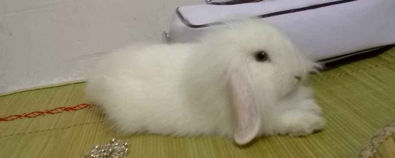 垂耳兔怕热吗