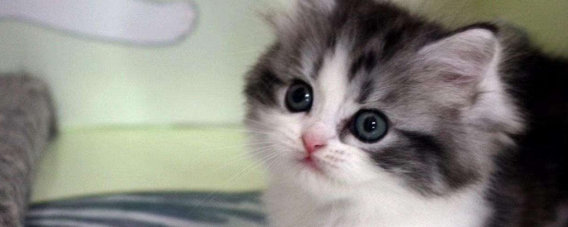 猫可以吃鸡蛋白吗