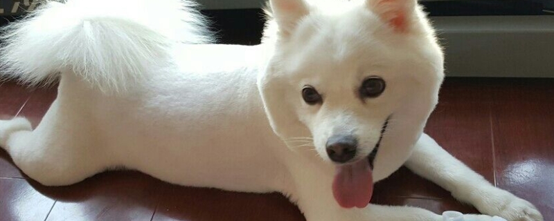狗能不能吃盐