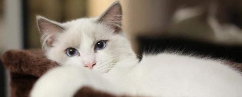 布偶猫能吃蛋黄吗