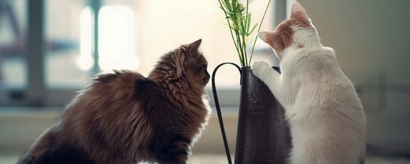 猫吐黄水有泡沫