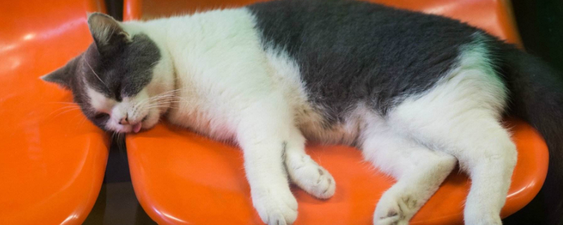 小猫吐了什么原因
