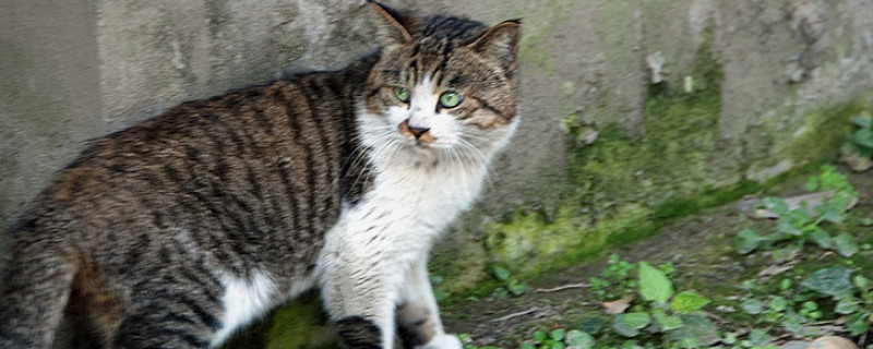 猫咪吃了蟑螂怎么办