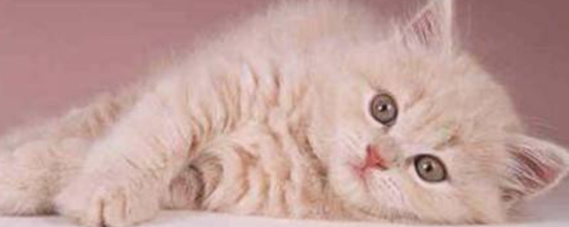 斯可可猫掉毛吗