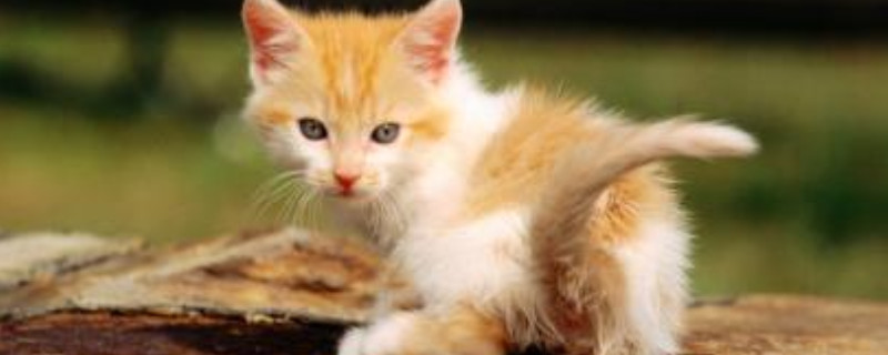 猫咪能吃什么