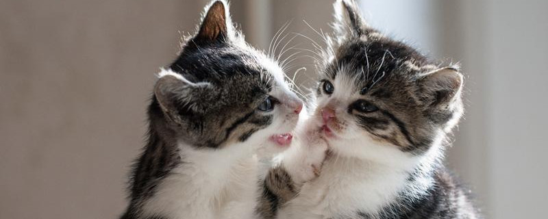 猫咪喜欢灯光还是黑暗