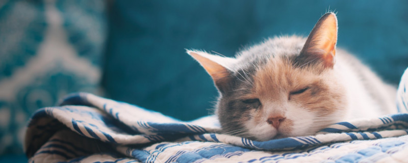 猫咪换了新环境有什么反应