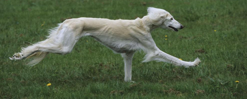 萨路基猎犬怎么养
