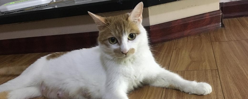 猫咪春天可以剃毛吗
