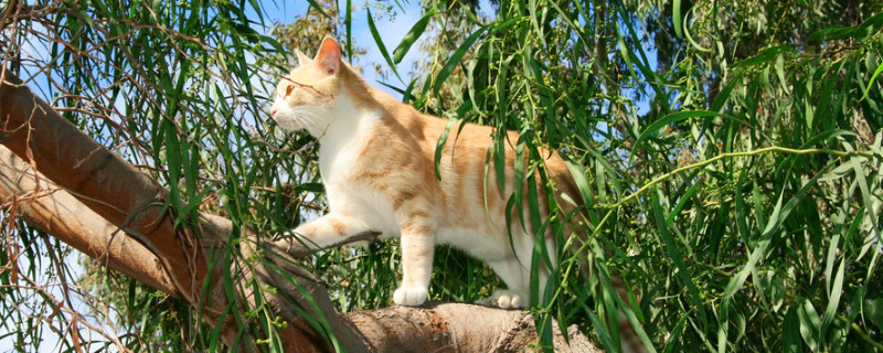 猫咪洗完澡可以驱虫吗